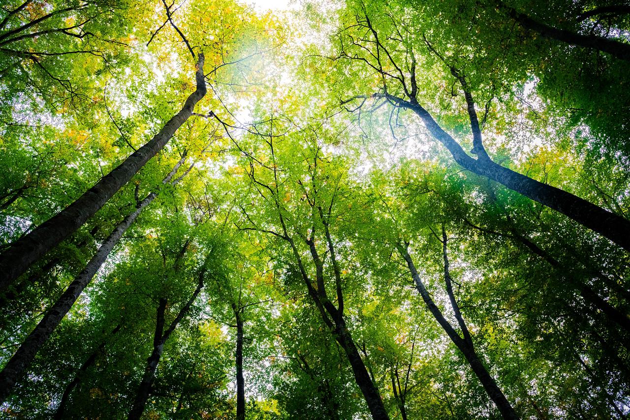 Forrest trees with sunlight coming through 