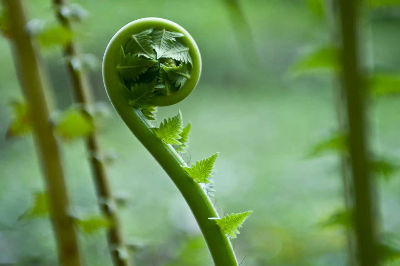 Close up of plant curled inwards
